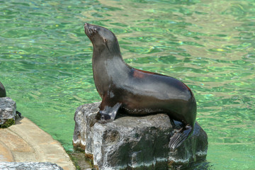 The sea lion by the pool in the zoological garden during the exhibition. Happy to be outside. 