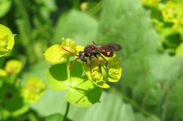 Red horned wasp on spurge flowers in the garden, closeup