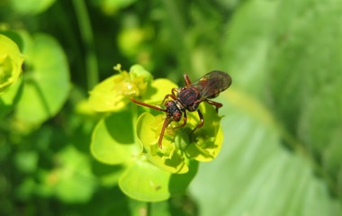 Red wasp on spurge flowers in the meadow in spring, closeup