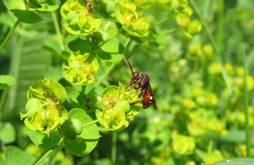 Red wasp on spurge plant in the meadow, closeup