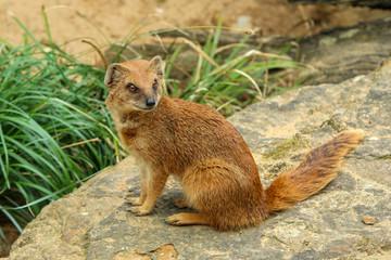 The portrait of cute mongoose in the zoological garden. 