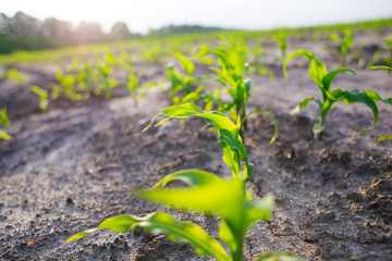 Young shoots of corn closeup.