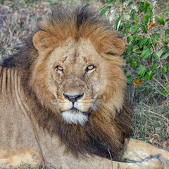 A large African male lion