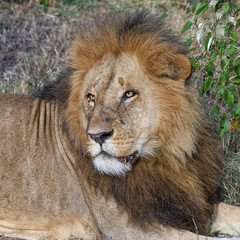 A large African male lion