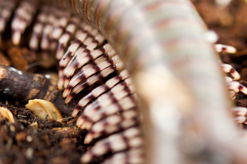 Kenyan millipede Telodeinopus aoutii feasting on fruits, class: Diplopoda is crawling on wooden sticks and coconut substrate. Macro. The back is olive green and many legs