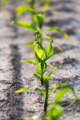 Young shoots of corn closeup.