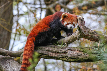 Red Panda