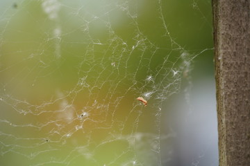 spider web