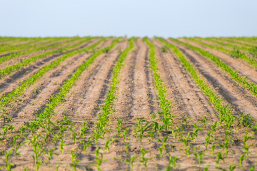 Fototapeta na wymiar Rows of corn in the field.