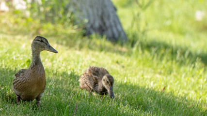 Little wild ducklings walk on the green grass