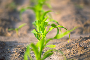 Young shoots of corn closeup.