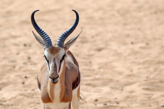 Springbuck
