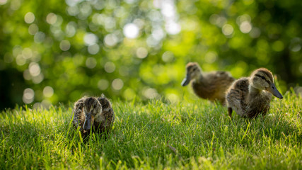 Little wild ducklings walk on the green grass