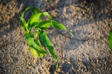 Young shoots of corn closeup.