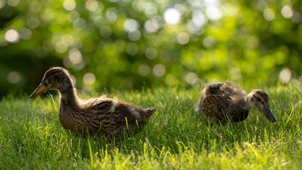 Little wild ducklings walk on the green grass