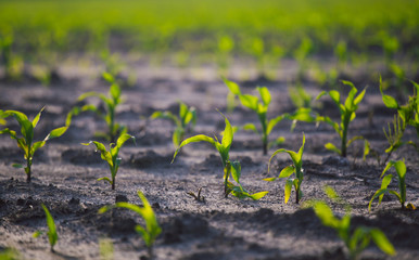 Young shoots of corn closeup.