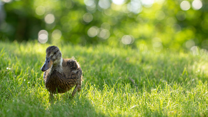Little wild ducklings walk on the green grass