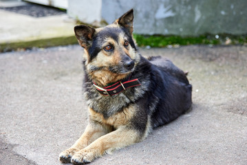 A cute shepherd dog with a collar is lying on an asphalt road on a city street.