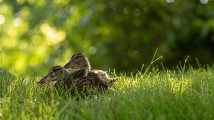 Little wild ducklings walk on the green grass