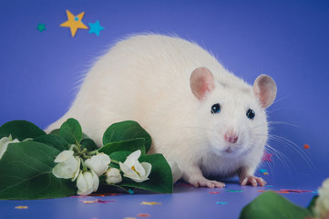 White decorative rat with black eyes stands on a purple background
