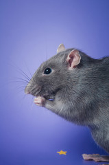 The amazing domestic rat color Russian blue on a purple background.