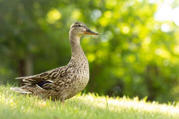 Wild duck, female walks on the green grass