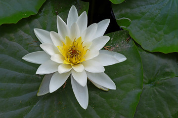 Beautiful lotus flower in pool ; Nymphaea sp.