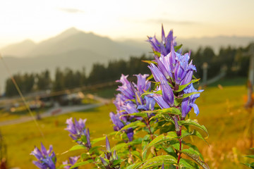MACRO: Detailed shot of a vivid purple mountain flower in full bloom at sunset.