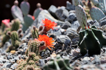 flowering cacti - Heilbronn Germany