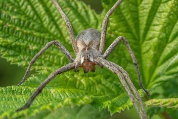 spinne