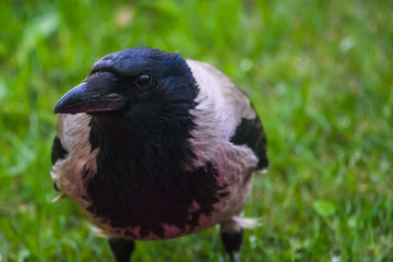Closeup portrait of Grey crow (Corvus tristis) bird.