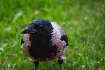Closeup portrait of Grey crow (Corvus tristis) bird.