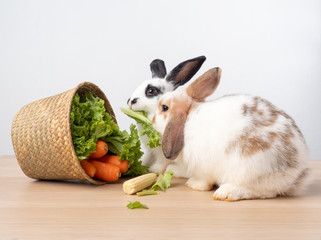 Two white cute rabbit eating green lettuce and carrot in the wooden basket on wooden table and...