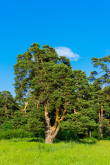 old crooked scots pine in a forest area