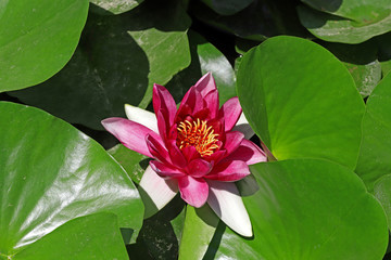 Beautiful lotus flower in pool ; Nymphaea sp.