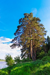 Fototapeta premium old crooked scots pine in a forest area