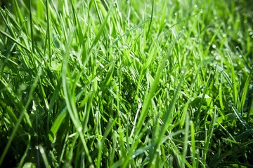 Fresh green grass with dew drops
