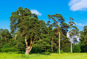 old crooked scots pines in a forest area