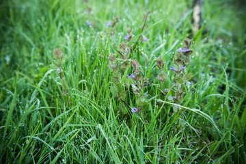 Fresh green grass with dew drops