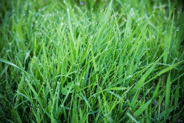 Fresh green grass with dew drops