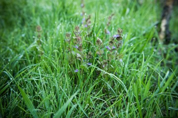 Fresh green grass with dew drops