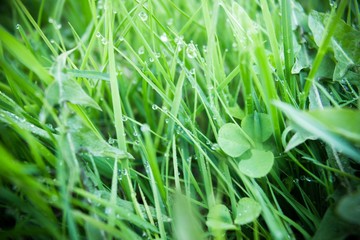 Fresh green grass with dew drops