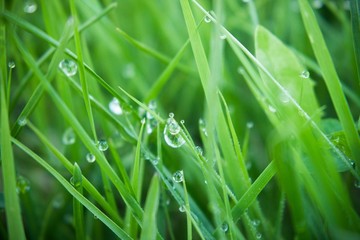 Fototapeta na wymiar Fresh green grass with dew drops