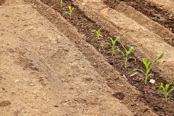 Food being grown on an organic vegetable farm in South Africa. Eco-conscious farming concept image.  