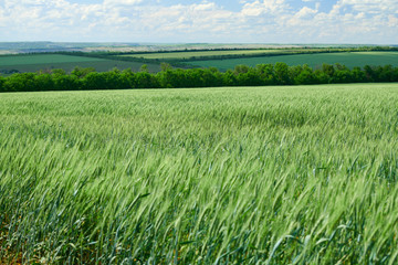 Fototapeta premium Green wheaten sprouts in the field and cloudy sky. Bright spring landscape.