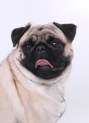 Buldog