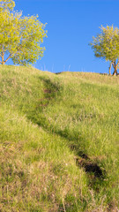 Obraz premium beautiful green hill and clear, blue sky. Path to the top of the hill