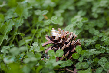 pine cone on a branch
