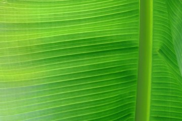 Close up a green sheet of tropical banana leaf for background backdrop 
