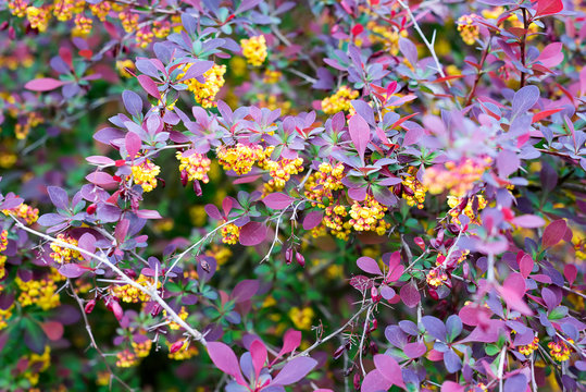 branch of a blossoming spring Berberis ottawensis Superba
